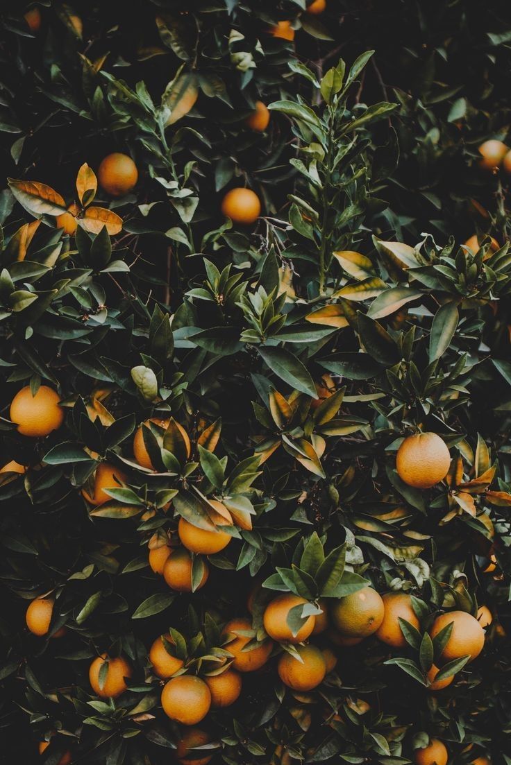 시트러스 향을 상징하는 과일 질감 이미지