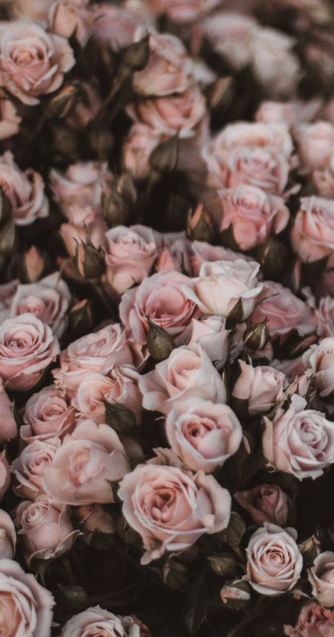 플로럴 향을 상징하는 꽃 질감 이미지