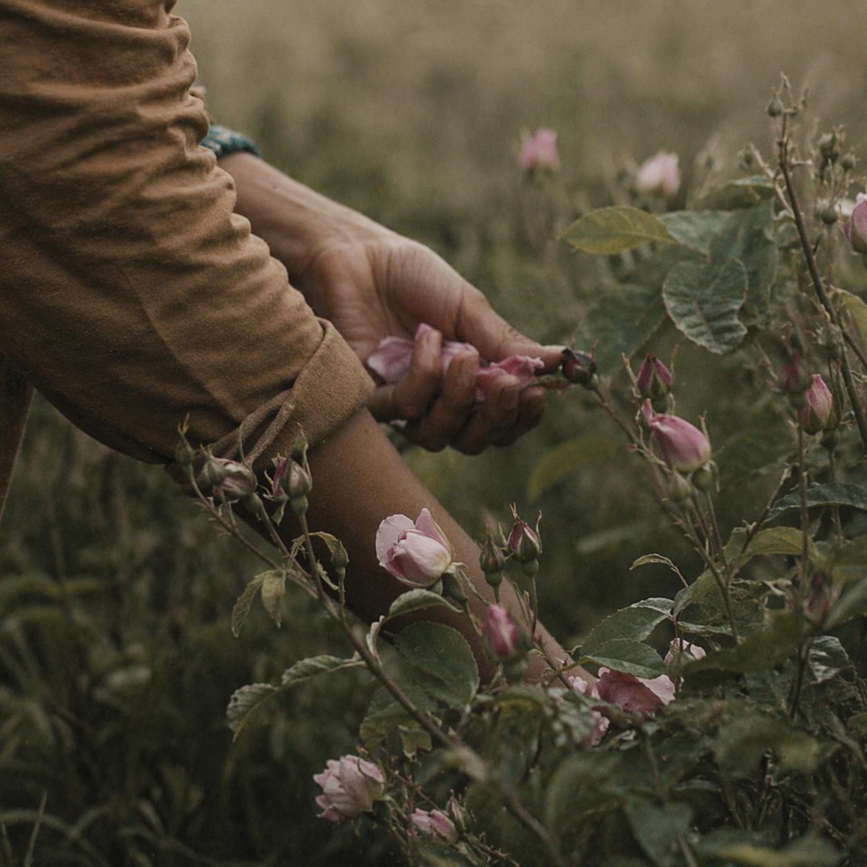 노트 적합도 섹션 배경을 위한 플로럴 무드 이미지