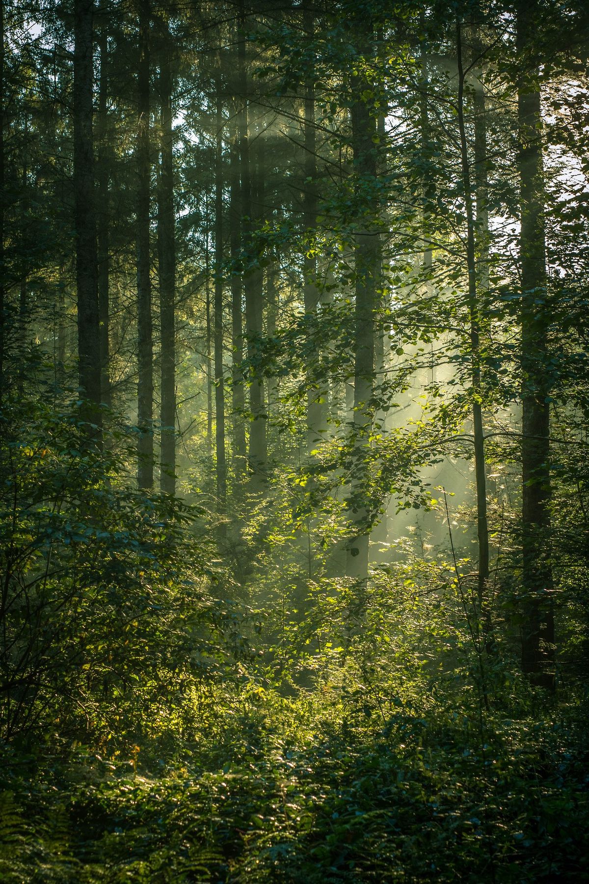 샌달우드 원료 이미지