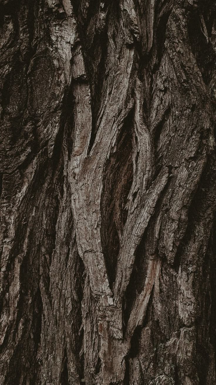 우디 향을 상징하는 나무 질감 이미지